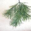 Scotch Pine