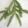 Norway Spruce