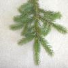 White Spruce
