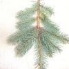 Colorado Blue Spruce