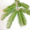 Balsam Fir